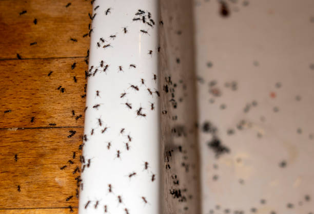 Cabin John, MD Pest Control Company